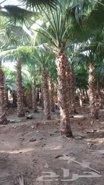 ابوعامر ألماربي لتوريد النخل 1