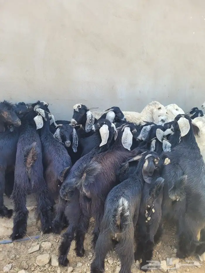 توصيل مجاني ذبايح ثلاجه ضيوف حريه سواكني 6