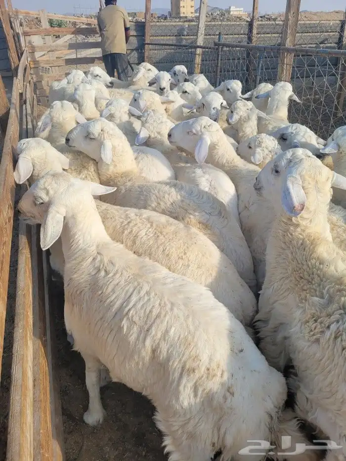 توصيل مجاني ذبايح ثلاجه ضيوف حريه سواكني 0