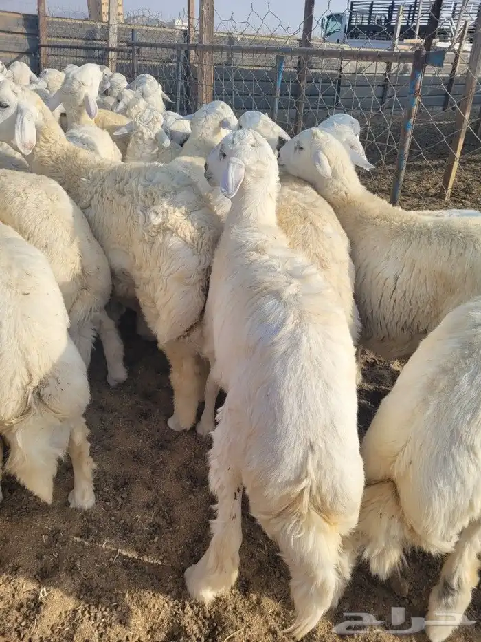 توصيل مجاني ذبايح ثلاجه ضيوف حريه سواكني 1