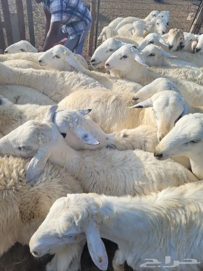 توصيل مجاني ذبايح ثلاجه ضيوف حريه سواكني 5