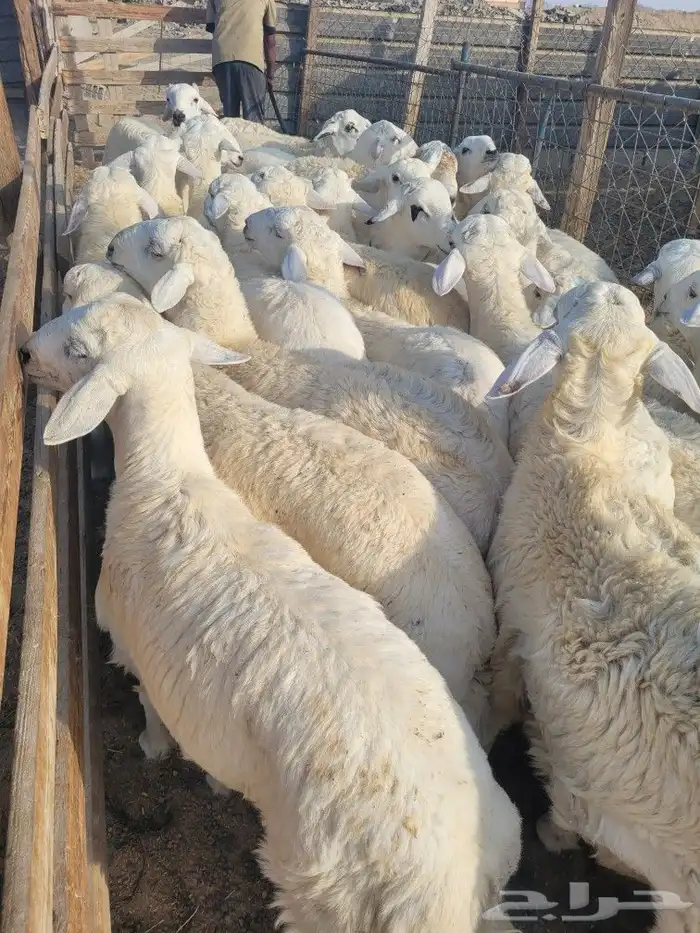 توصيل مجاني ذبايح ثلاجه ضيوف حريه سواكني 2