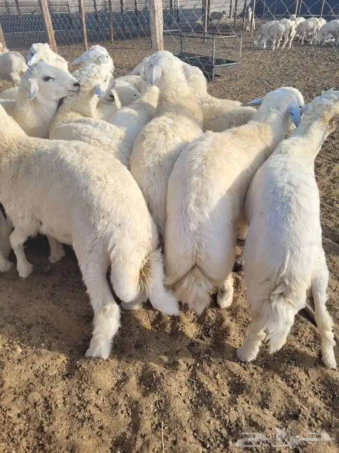 توصيل مجاني ذبايح ثلاجه ضيوف حريه سواكني 4