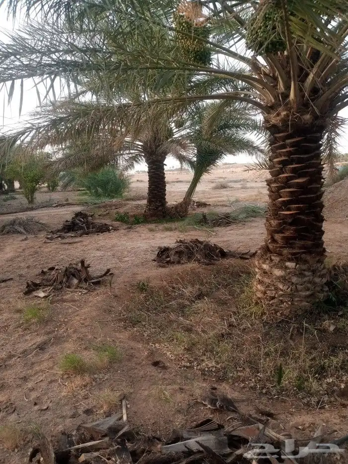 تكريب وتحويض النخل 3