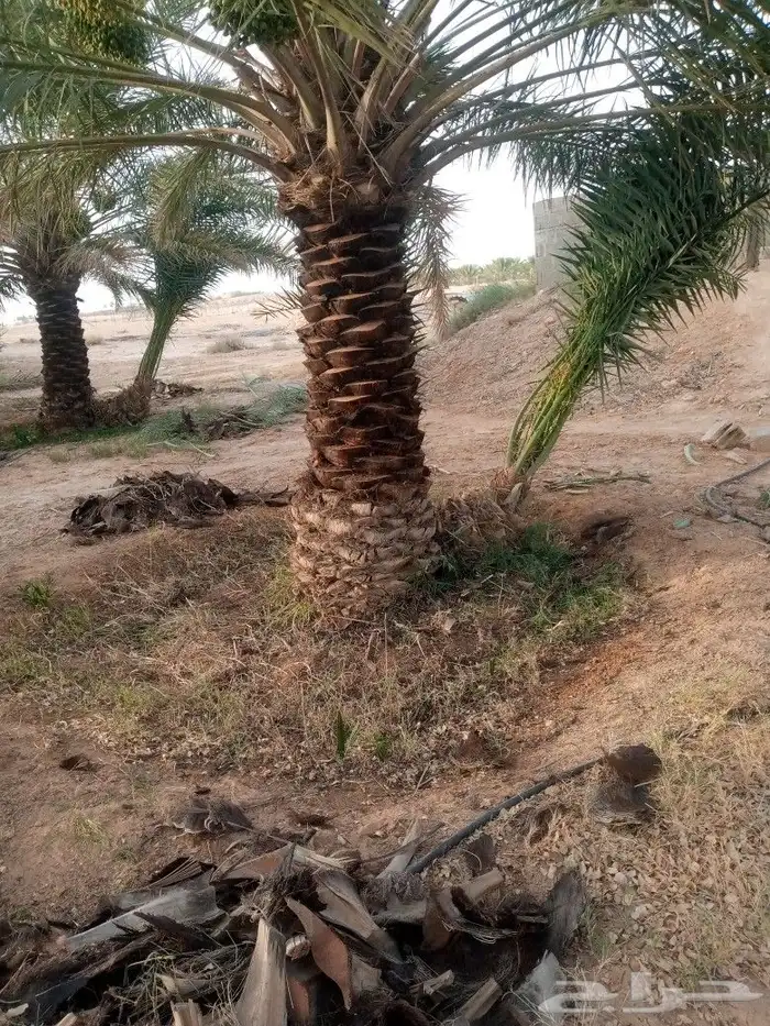 تكريب وتحويض النخل 4