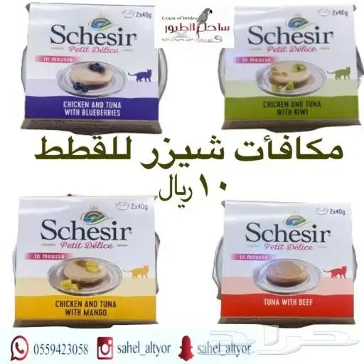 مستلزمات واغراض قطط سيامي حبشي امريكي شيرازي 97