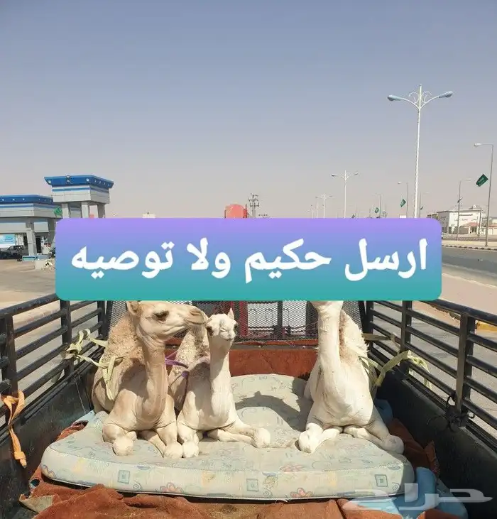 دنا ونش هيدروليك لنقل الأبل 1