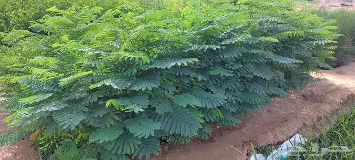 اكبر مشتل زراعي بمحافظة خليص 17