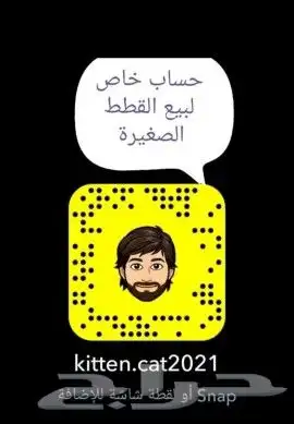 قطط جميلة ومميزة 6