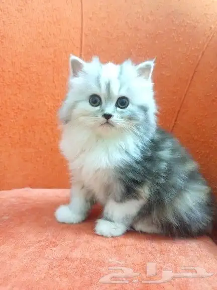 قطط جميلة ومميزة 0