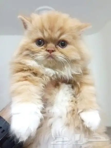 قطط جميلة ومميزة 2