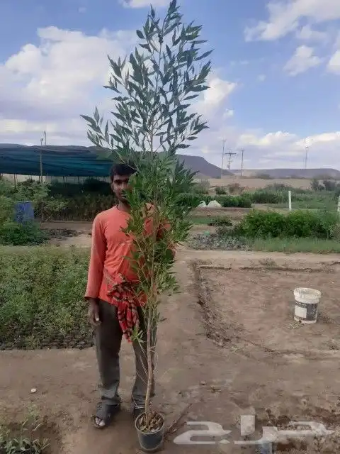 شتلات بزرومي 2 الى 3 متر 1