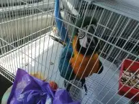 موصل طيور حيونات اليفه امنان 0