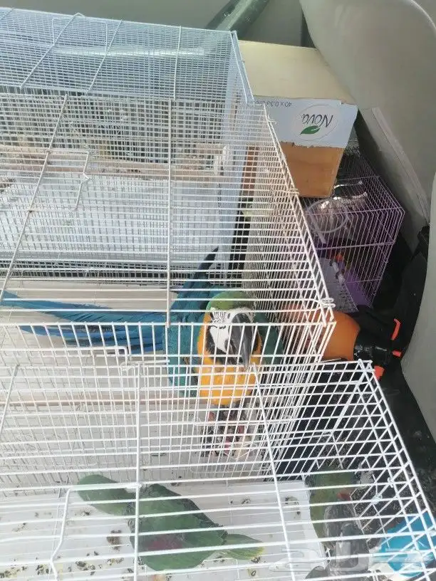 موصل طيور حيونات اليفه امنان 8