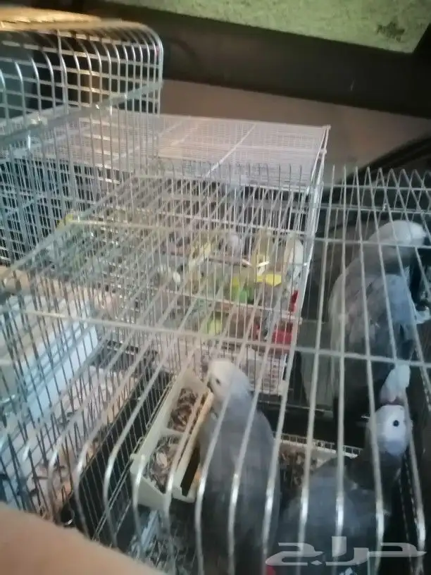 موصل طيور حيونات اليفه امنان 7