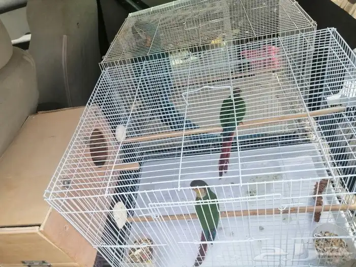 موصل طيور حيونات اليفه امنان 6