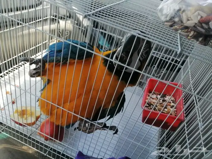 موصل طيور حيونات اليفه امنان 4