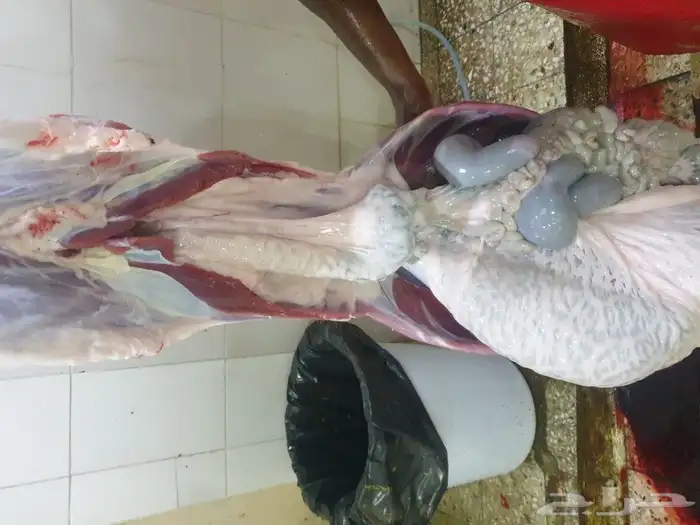 لباب بيتك خرفان حريات وسواكني 28