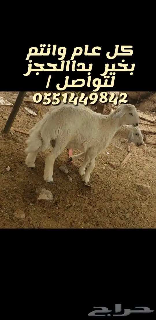 لباب بيتك خرفان حريات وسواكني 4