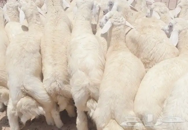 لباب بيتك خرفان حريات وسواكني 34