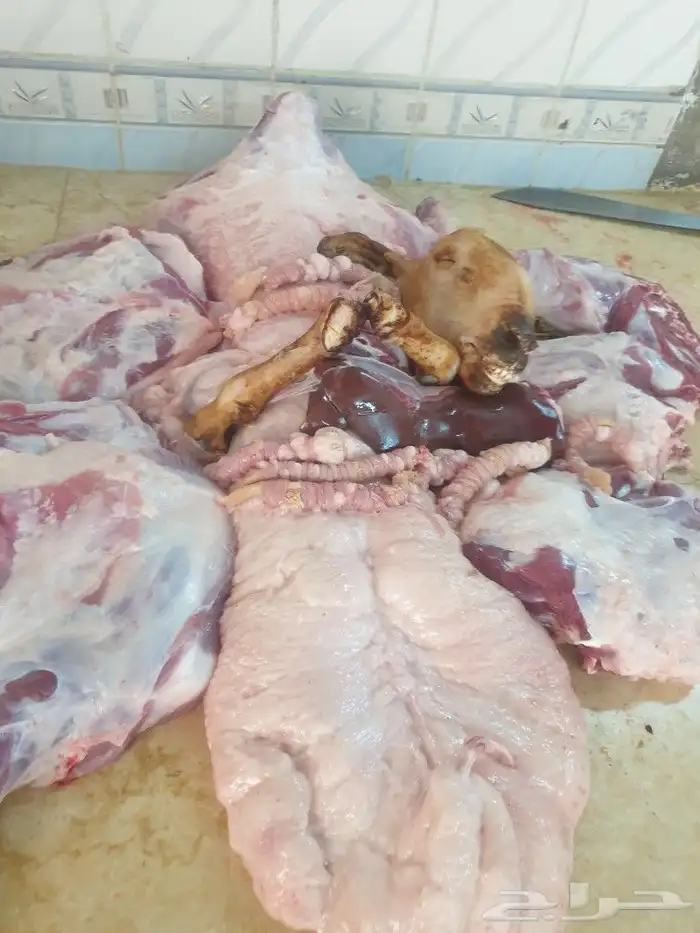 لباب بيتك خرفان حريات وسواكني 31