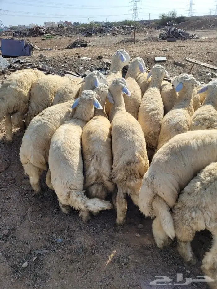 لباب بيتك خرفان حريات وسواكني 21