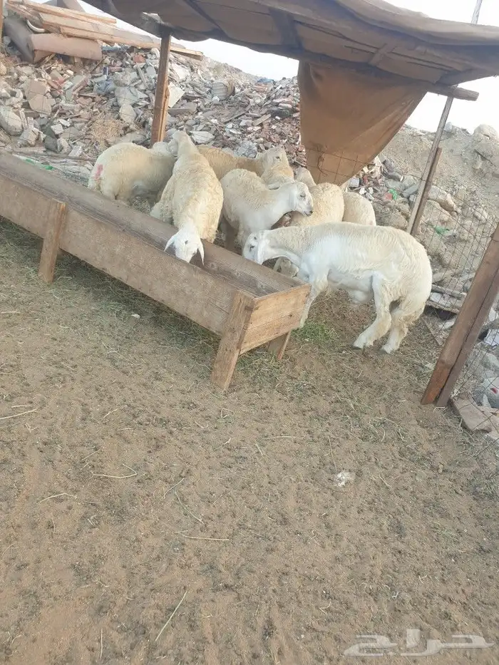 لباب بيتك خرفان حريات وسواكني 27