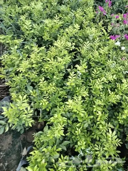 شتلات زراعية _زينه _ مثمرة_ عطرية _موسمية 9