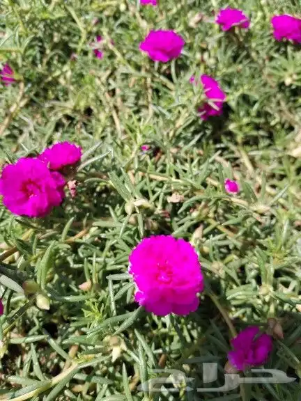 شتلات زراعية _زينه _ مثمرة_ عطرية _موسمية 5