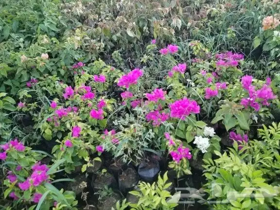 شتلات زراعية _زينه _ مثمرة_ عطرية _موسمية 14