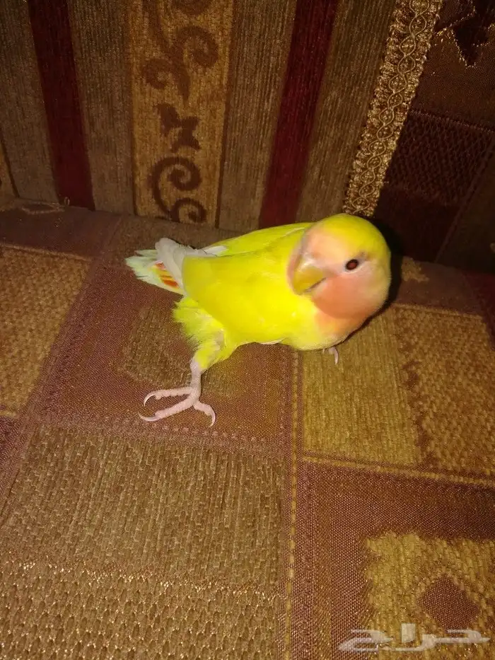 فرخين روز لاتينو عيون حمر 8