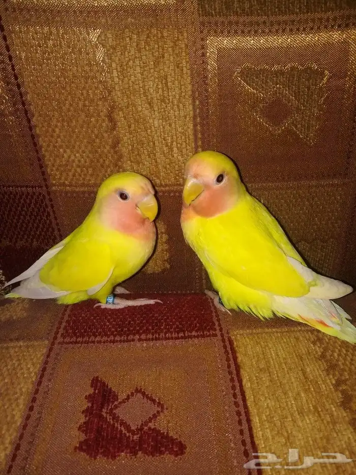 فرخين روز لاتينو عيون حمر 4