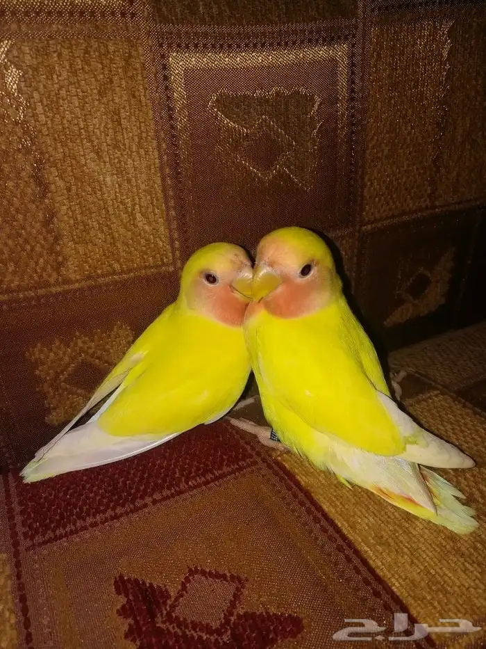 فرخين روز لاتينو عيون حمر 0