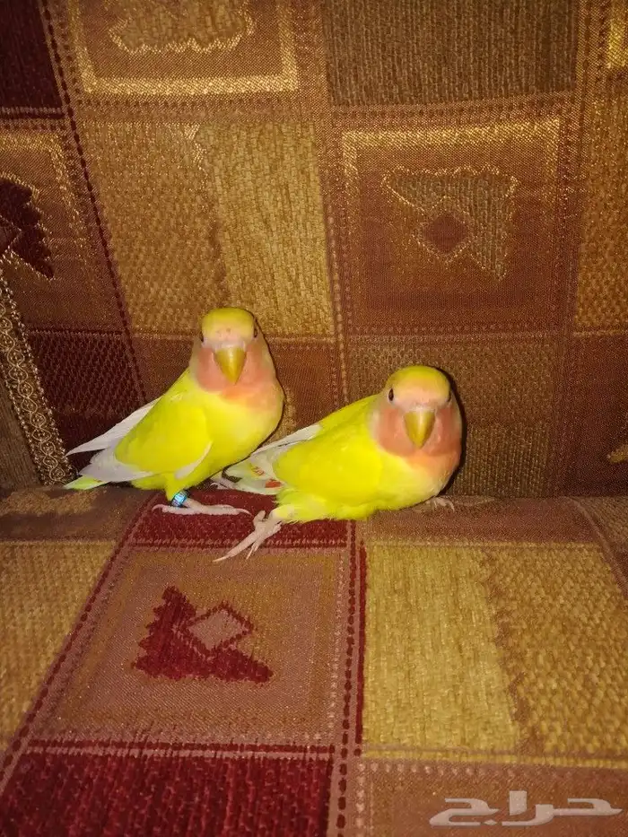 فرخين روز لاتينو عيون حمر 6