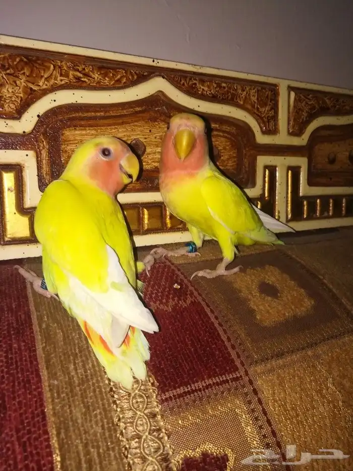 فرخين روز لاتينو عيون حمر 7