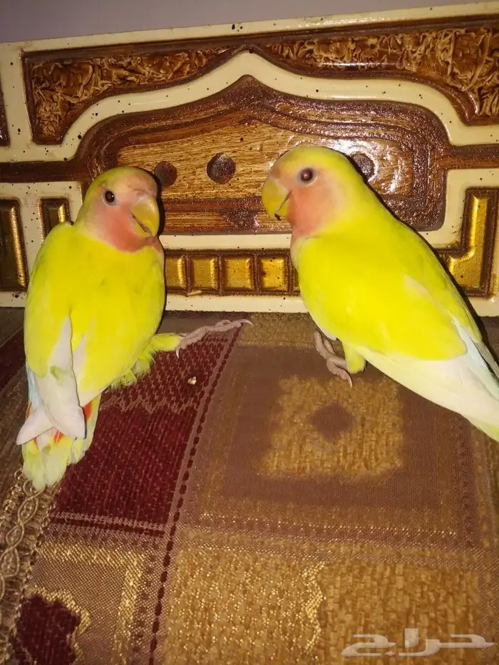 فرخين روز لاتينو عيون حمر 11