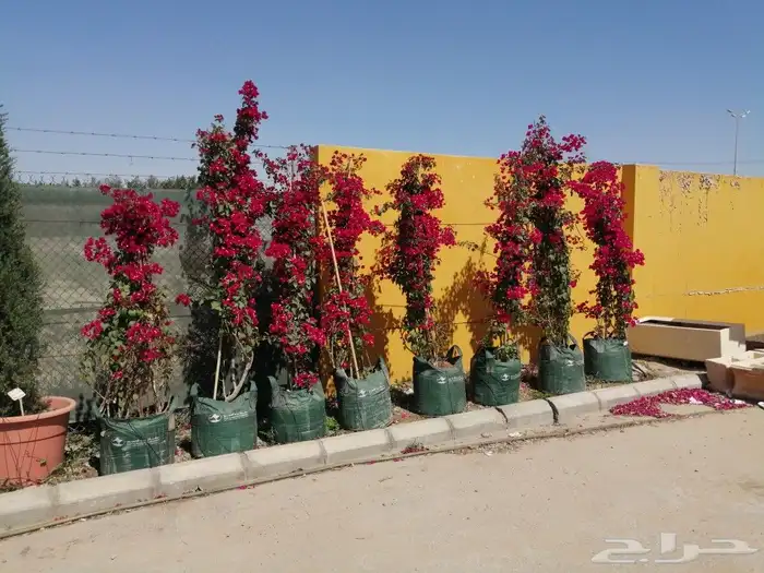 https   www.instagram.com p CWNfQyzqB1f  igsh 4