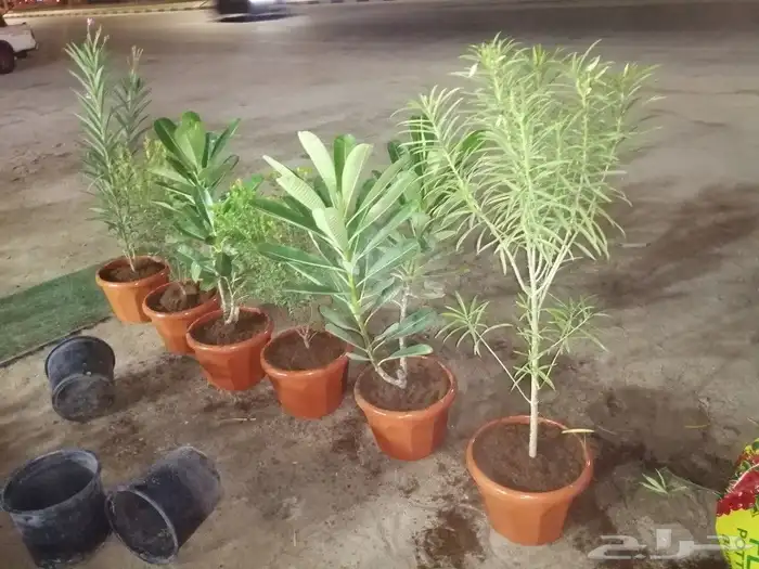 https   www.instagram.com p CWNfQyzqB1f  igsh 6