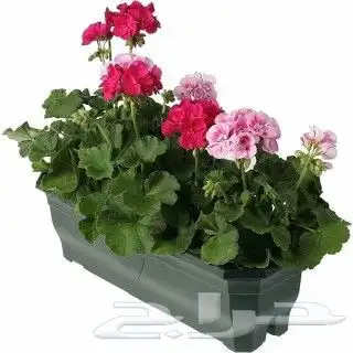 https   www.instagram.com p CWNfQyzqB1f  igsh 25