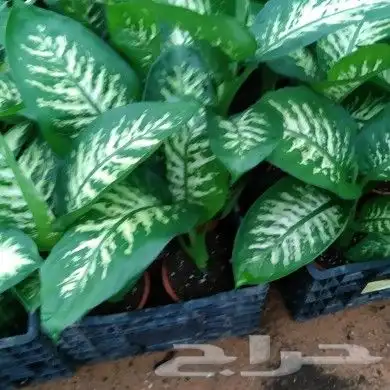 https   www.instagram.com p CWNfQyzqB1f  igsh 67