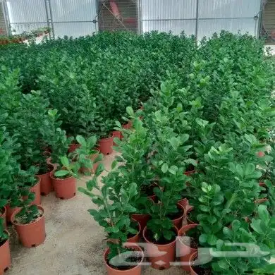 https   www.instagram.com p CWNfQyzqB1f  igsh 69