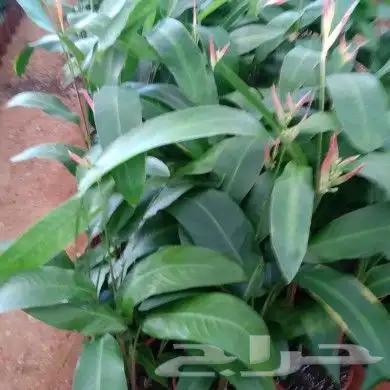 https   www.instagram.com p CWNfQyzqB1f  igsh 66