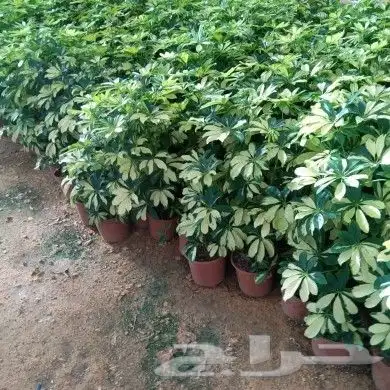 https   www.instagram.com p CWNfQyzqB1f  igsh 68