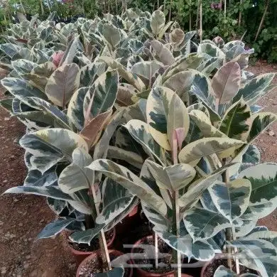 https   www.instagram.com p CWNfQyzqB1f  igsh 62