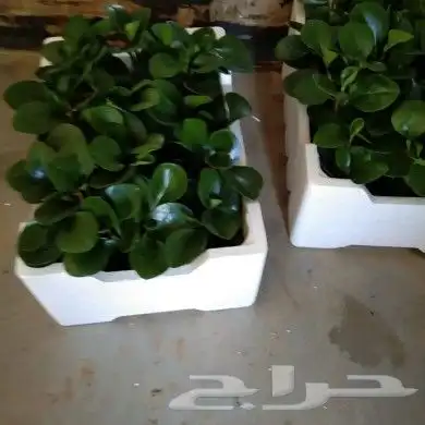 https   www.instagram.com p CWNfQyzqB1f  igsh 61