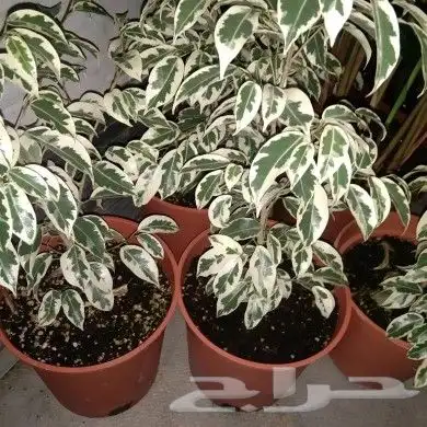 https   www.instagram.com p CWNfQyzqB1f  igsh 60