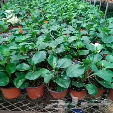 https   www.instagram.com p CWNfQyzqB1f  igsh 64