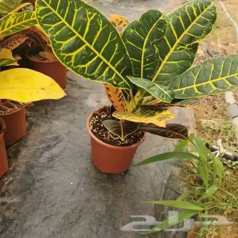 https   www.instagram.com p CWNfQyzqB1f  igsh 72