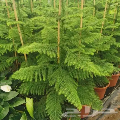 https   www.instagram.com p CWNfQyzqB1f  igsh 75