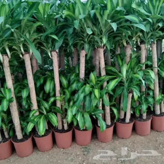 https   www.instagram.com p CWNfQyzqB1f  igsh 65